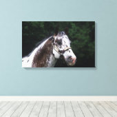 Appaloosa Horse Headshot 2 Leinwanddruck (Insitu (Holzboden))