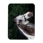 Appaloosa Horse Headshot 2 Magnet (Vertikal)