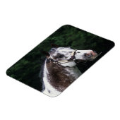 Appaloosa Horse Headshot 2 Magnet (Linke Seite)