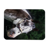 Appaloosa Horse Headshot 2 Magnet (Horizontal)