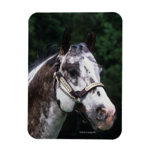 Appaloosa Horse Headshot 2 Magnet