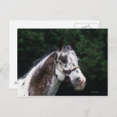 Appaloosa Horse Headshot 2 Postkarte (Vorne/Hinten)