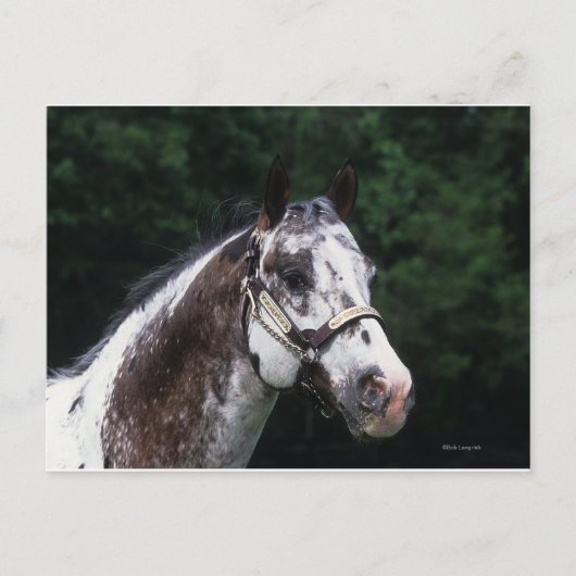 Appaloosa Horse Headshot 2 Postkarte (Vorderseite)