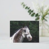 Appaloosa Horse Headshot 2 Postkarte (Stehend Vorderseite)
