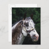 Appaloosa Horse Headshot 2 Postkarte (Vorne/Hinten)