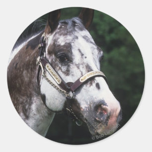 Appaloosa Horse Headshot 2 Runder Aufkleber