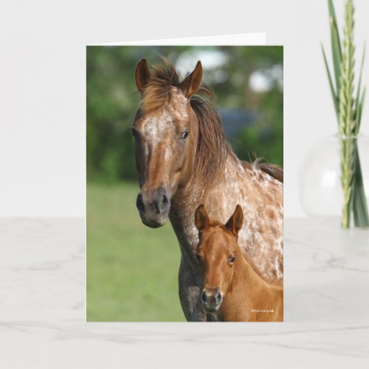 Appaloosa Horse Mare and Foal Headshot Karte (Vorderseite)