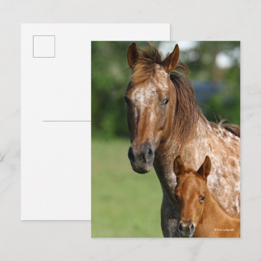 Appaloosa Horse Mare and Foal Headshot Postkarte (Vorne/Hinten)
