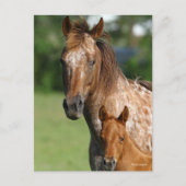 Appaloosa Horse Mare and Foal Headshot Postkarte (Vorderseite)