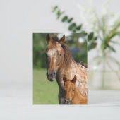Appaloosa Horse Mare and Foal Headshot Postkarte (Stehend Vorderseite)