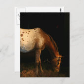Appaloosa Horse Postkarte (Vorne/Hinten)