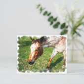Appaloosa Horse Postkarte (Stehend Vorderseite)