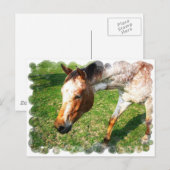 Appaloosa Horse Postkarte (Vorne/Hinten)