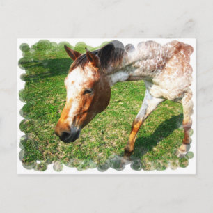 Appaloosa Horse Postkarte