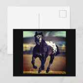 Appaloosa Horse Postkarte (Vorne/Hinten)