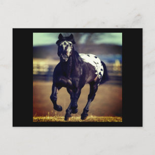 Appaloosa Horse Postkarte
