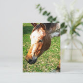 Appaloosa Horse Postkarte (Stehend Vorderseite)