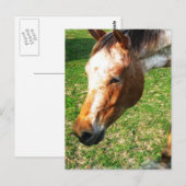 Appaloosa Horse Postkarte (Vorne/Hinten)