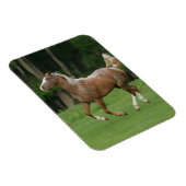 Appaloosa Horse Running Magnet (Rechte Seite)
