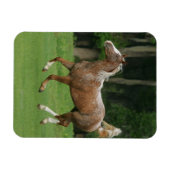 Appaloosa Horse Running Magnet (Horizontal)
