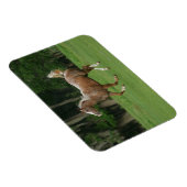 Appaloosa Horse Running Magnet (Rechte Seite)
