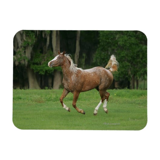 Appaloosa Horse Running Magnet (Horizontal)