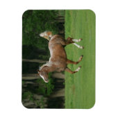 Appaloosa Horse Running Magnet (Vertikal)