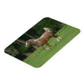 Appaloosa Horse Running Magnet (Linke Seite)