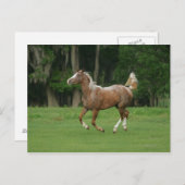 Appaloosa Horse Running Postkarte (Vorne/Hinten)
