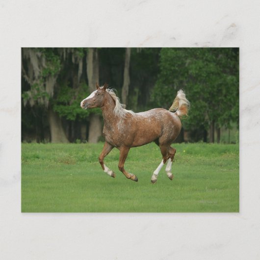 Appaloosa Horse Running Postkarte (Vorderseite)
