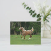 Appaloosa Horse Running Postkarte (Stehend Vorderseite)