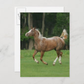 Appaloosa Horse Running Postkarte (Vorne/Hinten)