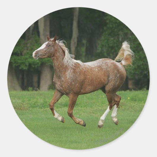 Appaloosa Horse Running Runder Aufkleber (Vorderseite)