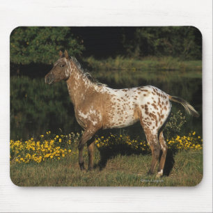 Appaloosa-Horsebereitstehender See Mousepad