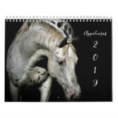 Appaloosa Kalender (Titelbild)