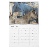 Appaloosa Kalender (Mär 2027)