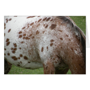 Appaloosa-Karte