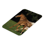 Appaloosa Mare and Foal Magnet (Linke Seite)
