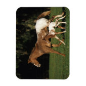 Appaloosa Mare and Foal Magnet (Vertikal)