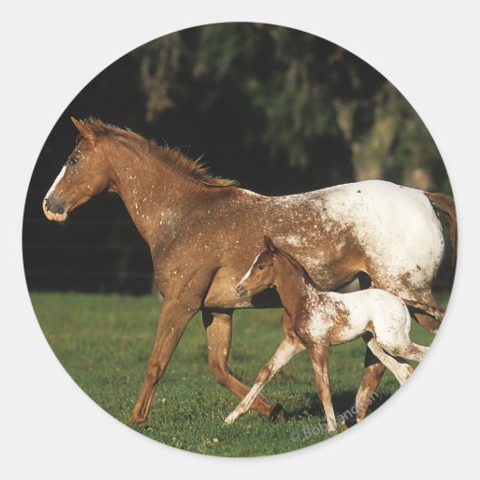 Appaloosa Mare and Foal Runder Aufkleber (Vorderseite)