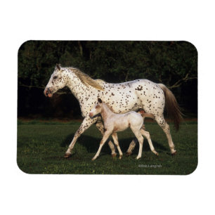 Appaloosa Mare and Foot in Field Magnet