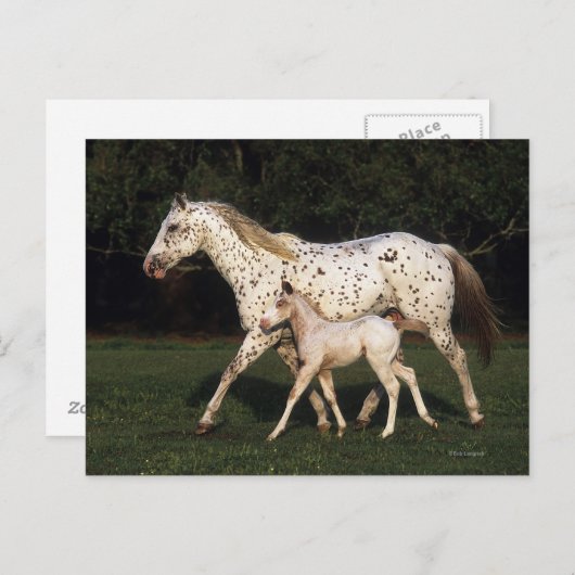 Appaloosa Mare and Foot in Field Postkarte (Vorne/Hinten)