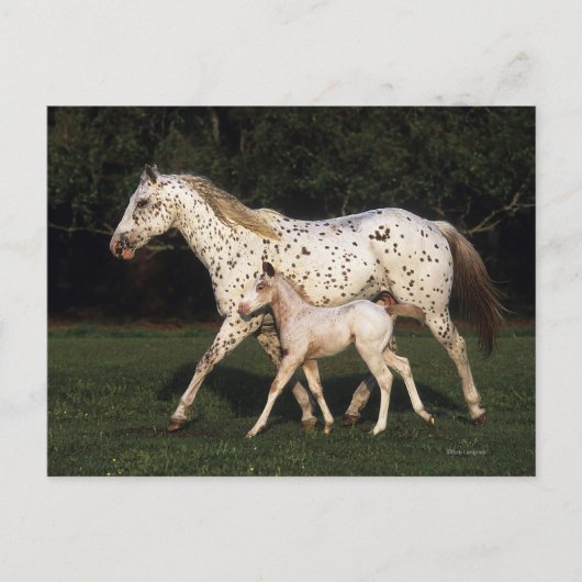 Appaloosa Mare and Foot in Field Postkarte (Vorderseite)