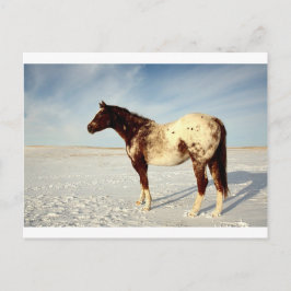 Appaloosa Mare im Winter Postkarte