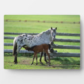 Appaloosa Mare und Colt Horse Fotoplatte (Vorderseite)