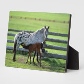 Appaloosa Mare und Colt Horse Fotoplatte (Seite)