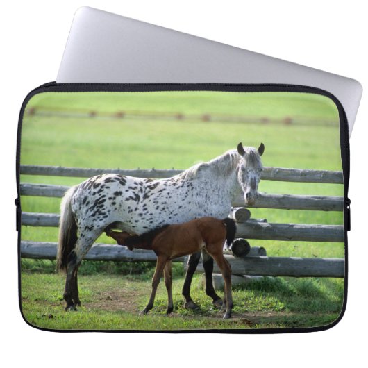 Appaloosa Mare und Colt Horse Laptopschutzhülle (Vorderseite)