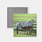 Appaloosa Mare und Colt Horse Magnet (Vorderseite/Rückseite)