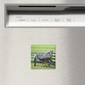 Appaloosa Mare und Colt Horse Magnet (In Situ (Geschirrspüler))