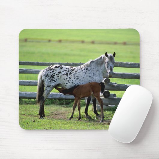 Appaloosa Mare und Colt Horse Mousepad (Mit Mouse)